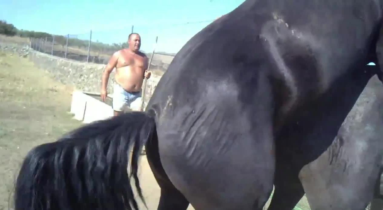 Sexy horses enjoying outdoor fucking on camera