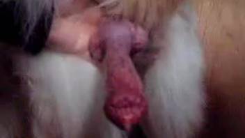 Zoophile shows off his pet dog's massive erect penis that's loaded with semen
