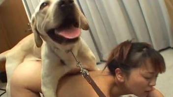 Pigtailed Asian girl gives a sensual blowjob for a black doggy