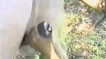 Outdoor fuck video in which a well-endowed horse