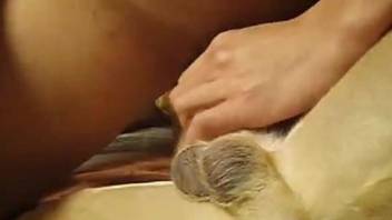 Gorgeous doggy and lusty zoophile with big cock have nice oral sex