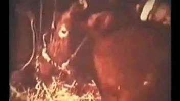 Retro fuck clip featuring a big-dicked bull