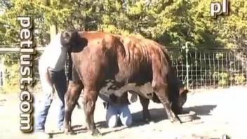 Thirsty guy fucking a cow's delicious little pussy