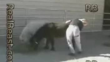 Blonde beauty fist fucks the horse and tries the dick in her cunt