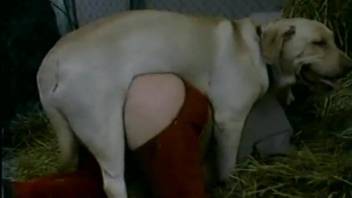 Red pants babe getting fucked hard by a white dog