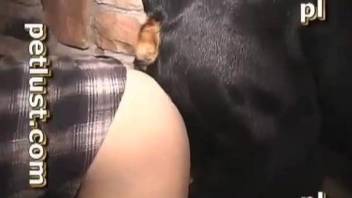 Half naked man ass fucked by the dog in a webcam solo