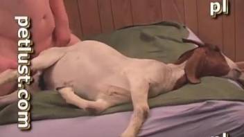 Goat pussy getting stretched out beyond belief