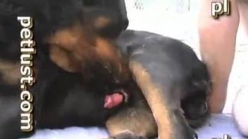 Lustful male zoophile is sucking his doggy's hard sausage