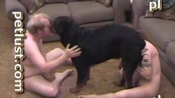 Awesome zoophiles are fucking with big black doggy in the bedroom