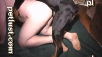 Hairy dude sucking a dog's dick after hardcore anal