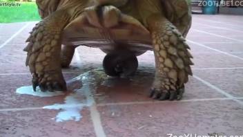 Turtle cums like crazy and shows its weird cock