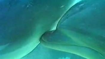 Dolphins fucking around in a hardcore online porn vid