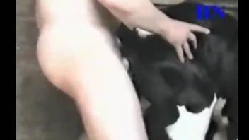 Horny man deep fucks the cow in the ass and pussy