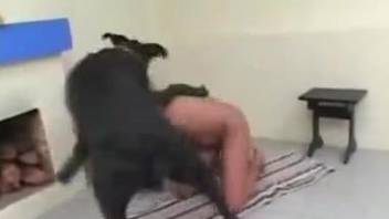 Big-boobed brunette gets her pussy fucked by awesome black dog