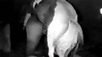 Sexy stallion fucks a horny zoophile in a retro video