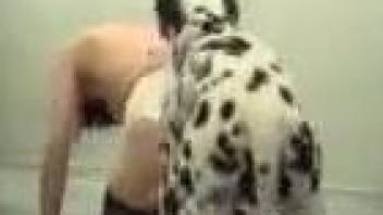 Dalmatian drilling a skinny brunette's tight pussy