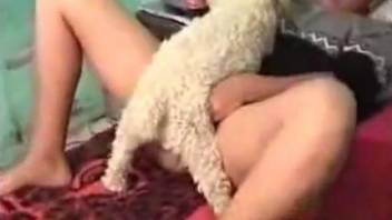 Small white poodle licks a shaved pussy of a sexy owner