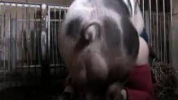 Pig with a huge dick dominating a chubby zoophile