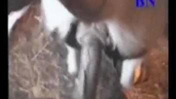 Kinky cow gets fucked by a big-dicked dude