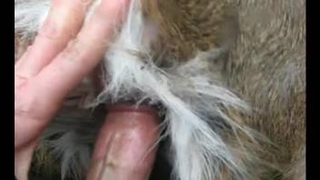 Sticking my hard dick in animal's asshole in POV angle