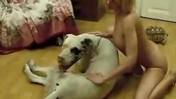 Golden blonde and spotted hound are pleasing each other with love