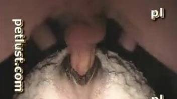 Man wants to deep fuck this sheep and cum in her