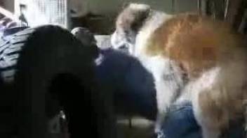 Really big trained dog fucks her pussy better than anyone else