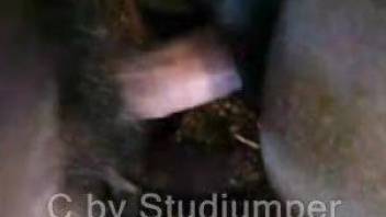 Intriguing horse pussy fuck movie in HD quality