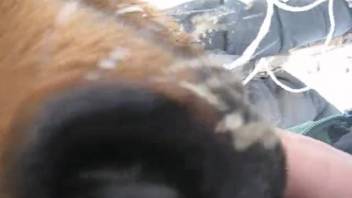 Great watching a barnyard creature tonguing and blowing a stiff erection