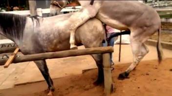 Watch how two awesome ponies have amazing sex at the farm