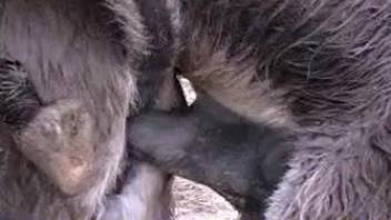 Two horny animals fucking each other in a close-up vid