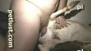 Goat fucked in the ass by horny man in brutal modes