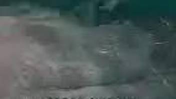 guy finger fucks dolphin when underwater