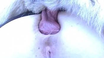 Rough outdoor anal dog porn for a busty mature