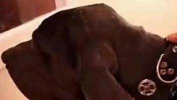 Dog facializes slender slut who needed good dicking