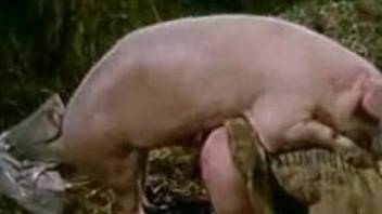 Old lady and pig have nice bestial sex right in the hayloft