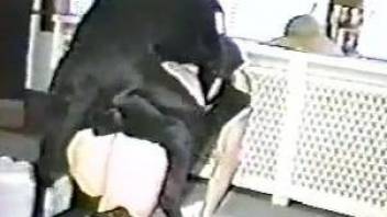 Leggy babe gets fucked from behind by a black dog