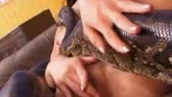 Exotic zoophilic fuck of a brunette and her huge python