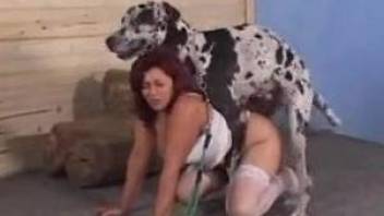 Dalmatian nicely drills a big-bottomed bitch in doggy pose