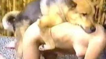 Adorable shepherd nicely fucks a passionate brunette in doggy pose