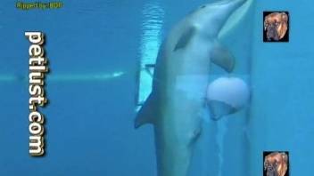 Specialist films pretty dolphin swimming in big pool