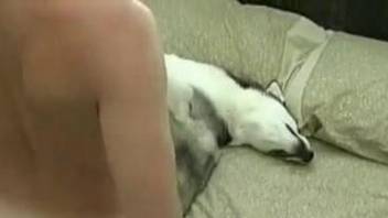 Sweet Husky smells and licks a loaded dick after nice bestiality