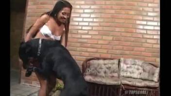 Collection of intense animal sex acts with dogs