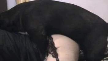 Sissy with a hairy boi pussy gets fucked by a dog