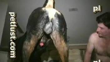 Horny guy sure loves the dog cock in his ass