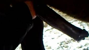 Man plays with a big horse dick in kinky scenes