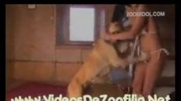 Horny Rottweiler fucks comely mistress in living room