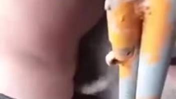 Guy joyfully screwing a swine's cunt from the rear