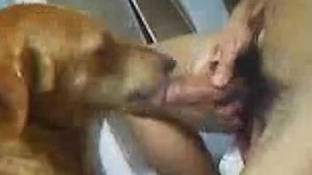 Dude's hairy cock gets licked prior to zoo sex