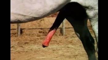 Close-up voyeur zoophile video focusing on a horse cock